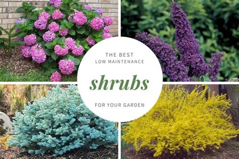 shrubs at lowes|best low maintenance flowering shrubs.